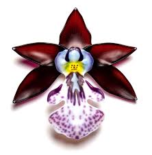 These make excellent presents for birthdays and christmas as well as incredible. Luscious Handmade Glass Orchids By Laura Hart Reflect Plants Exotic Beauty Colossal