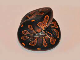 Black Head Yellow Belly Morph List World Of Ball Pythons Ball Python Ball Python Morphs Pet Snake
