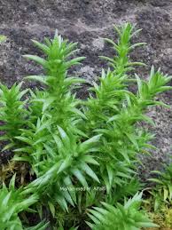 Image result for Crassula schimperi