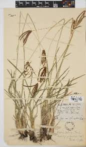 Image result for Eustachys paspaloides