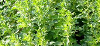 Image result for Lamiaceae