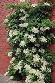 Check spelling or type a new query. Amazon Com Climbing Hydrangea Plant Hydrangea Anomala Petiolaris Shade 4 Pot Garden Outdoor