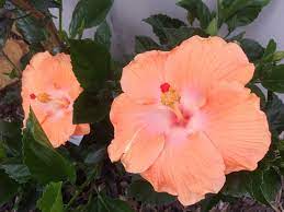 Hibiscus Golden Queen Kerikeri Bay Of Islands New Zealand Beautiful Flowers Hibiscus Flowers