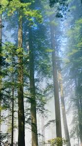 Check spelling or type a new query. Redwood Iphone 5 Wallpaper Download Ipad Wallpapers Iphone Wallpapers One Stop Download Iphone Wallpaper Hd Wallpaper Vintage Tumblr Iphone Wallpaper