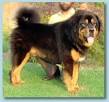 Tibetan Mastiff Puppies for Sale from Reputable Dog Breeders