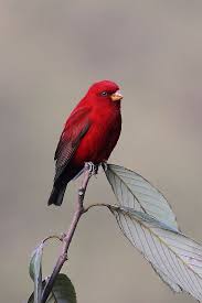 Birds That Start With Bu Scarlet Finch Pet Birds Beautiful Birds Nature Birds