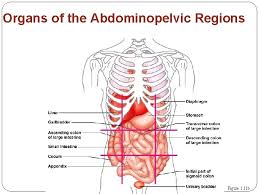 Anatomical quadrants stomach anatomy parts of the stomach, location in the abdomen four abdominal quadrants and nine abdominal regions What Organs Are Found In Each Abdominopelvic Region