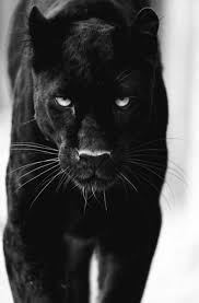 15 New Ideas Cats Black Panthers Black Panther Cat Panther Cat Black Animals