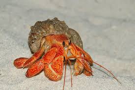 Image result for Crabbea glandulosa