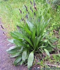 Le plantain lancéolé, Plantago lanceolata