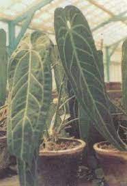 Kuping Gajah Anthurium Andreanum Linden My Giant Book