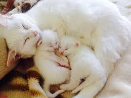 Mama Cat Taking A Nap With The Newborn Kittenshttps I Redd It 5gosj2rlx3331 Jpg Cute Cats And Kittens Mama Cat Sleepy Kitten
