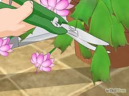Christmas cactus, thanksgiving cactus, and easter cactus belong to a group of similar species that are often all sold under the name christmas cactus or whether you received a christmas cactus as a holiday present or purchased one at the grocery store, here's how to care for your new plant 210 Best Christmas Cactus House Plants Ideas House Plants Plants Christmas Cactus