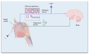 Image result for Drug-Induced Olfactory Dysfunction