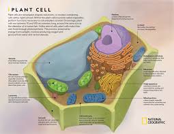 The cell wall surrounds the plasma membrane of plant cells and provides tensile strength and plant cell walls are primarily made of cellulose, which is the most abundant macromolecule on earth. Plant Cell National Geographic Society