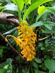 Image result for Globba