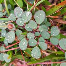 Image result for Grona adscendens