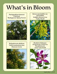 Image result for Parkeriaceae