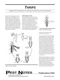 There are 4,500 species of thrips worldwide. Thrips Insecticide Mulch
