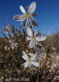 Image result for Chlorophytum blepharophyllum Schweinf. ex Baker