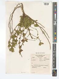 Image result for Pogonospermum ciliatum