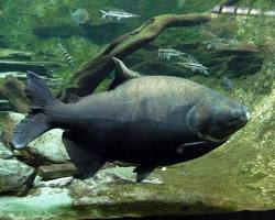 Pacu-castanho