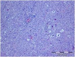 Signs of testicular cancer include pain, swelling, or a lump or hardness in the testicles. Canine Testicular Tumors Two Types Of Seminomas Can Be Differentiated By Immunohistochemistry Bmc Veterinary Research Full Text