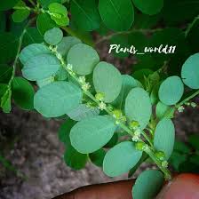 Image result for Phyllanthus fraternus