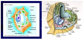 We did not find results for: Struktur Sel Tumbuhan Dan Hewan Beserta Gambar Berbagai Struktur