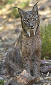 I Know This Is A Wild Cat But Past That I Have No Clue Anyone It S An Iberian Lynx Cats Wild Cats Animals Wild