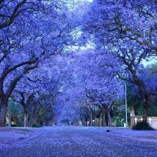 Pin By Kelly Chen On Africa Travel Travel Deals Jacaranda Tree Purple Trees Flowering Trees