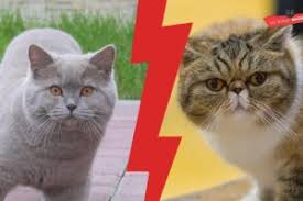 British Shorthair Weight By Age Full Guide