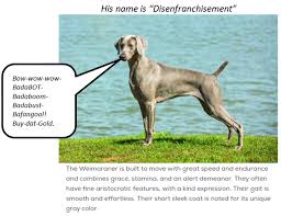 Postcard From Sintra Au Contraire Virginia That Weimaraner Does Hunt Regards Mario July 2nd 2019 Weimaraner Sintra Currency War