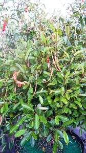 Image result for Caperonia serrata