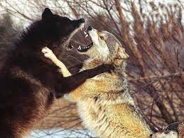 Pin By Lc Champlin On Wolf Wolfdog Husky Wolves Fighting Alpha Wolf Wolf Dog