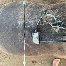Grizzlystik Elephant Hippo