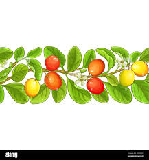 Image result for Ximenia