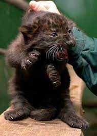 panther baby animals baby panther newborn animals