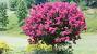 Dwarf Ornamental Trees