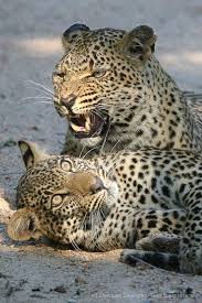 Galerie Images Afrique Du Sud Images De Safari En Afrique Du Sud Animals Beautiful Big Cats Cat Feline