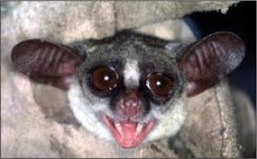 Check spelling or type a new query. Taxonomy Distribution And Conservation Status Of Three Species Of Dwarf Galagos Galagoides In Eastern Africa