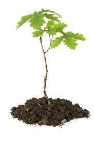 Image result for oak sapling