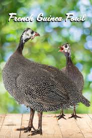 Guinea Fowl Birds That Look Like Turkeys Pin On Guinea Fowl