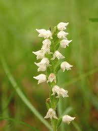 Image result for Goodyera