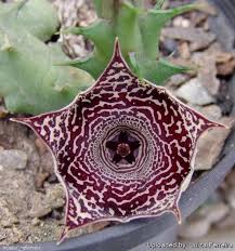 Image result for Huernia leachii