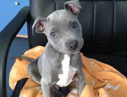 Blue Nose Pitbull Blue Nose Pitbull Info And Care Blue