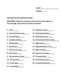 Anatomy Of The Heart Matching Worksheet Matching Worksheets The Teacher Team Anatomy