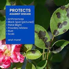 Bioadvanced 100532506 Bayer All In One Rose Flower Care Spray Concentrate 32 Ounce White Pricepulse