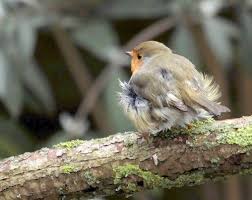 Birds Of A Feather 2020 Pin By Christine A On Birds Of A Feather In 2020 Animals Bird Feathers Tara