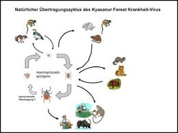 Das virus war offenbar aus kamerun eingeschleppt. Tropische Virusinfektionen Ubersicht Und Trends Im Jahr 2016 17 Fachportal Fur Wehrmedizin Wehrpharmazie